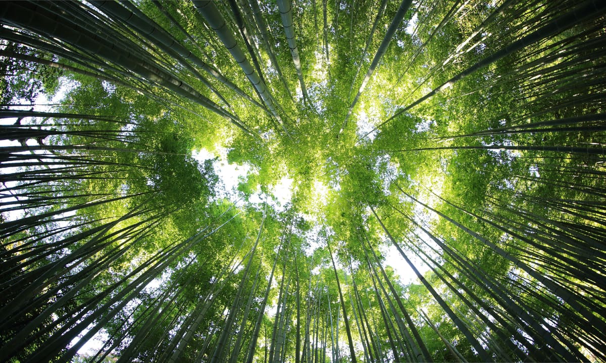 空へ伸びる竹林